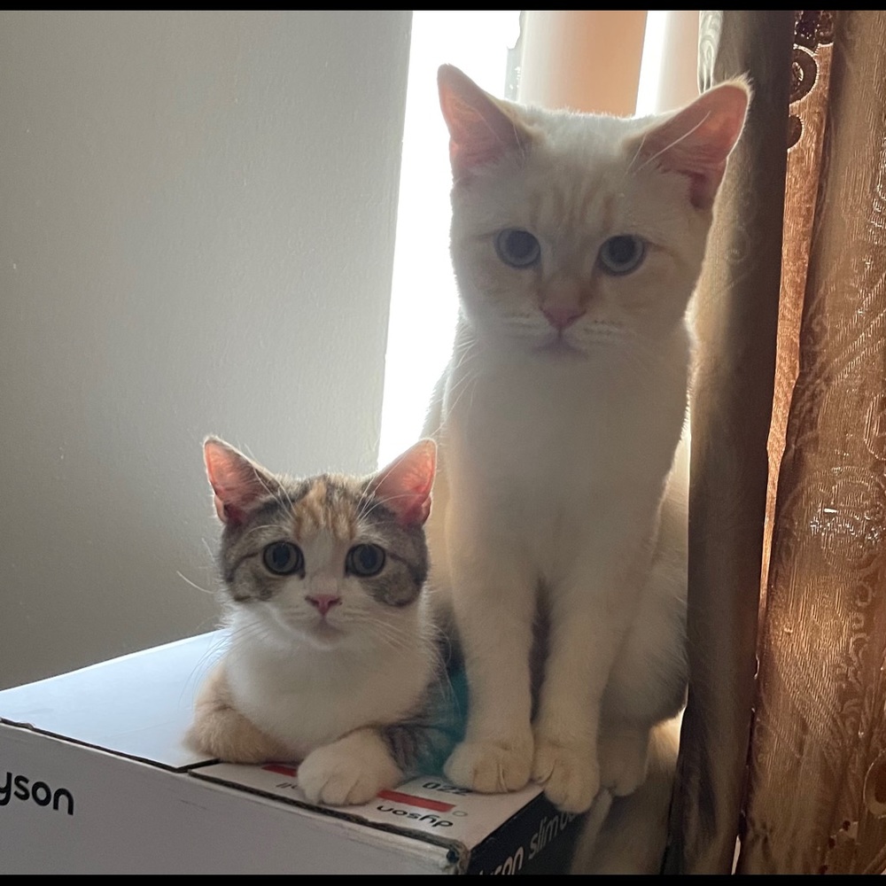 Meet your Posher, Yihui